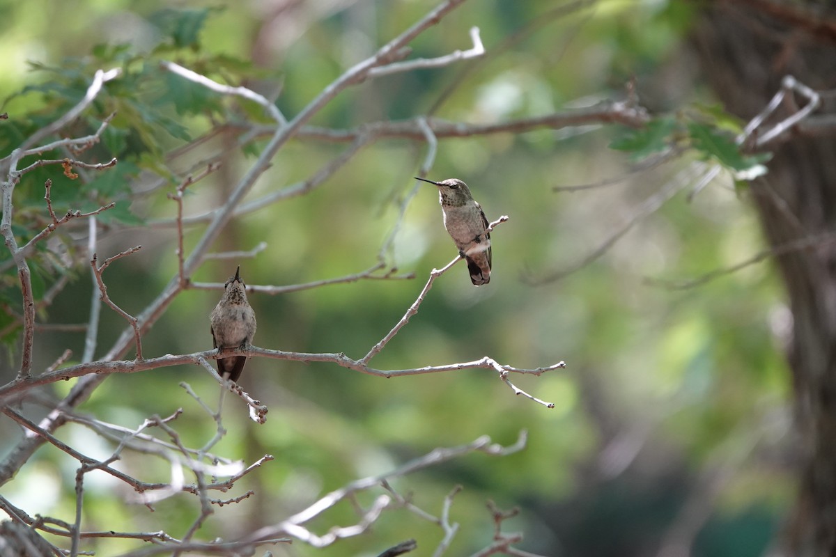 Anna's Hummingbird - ML597241531