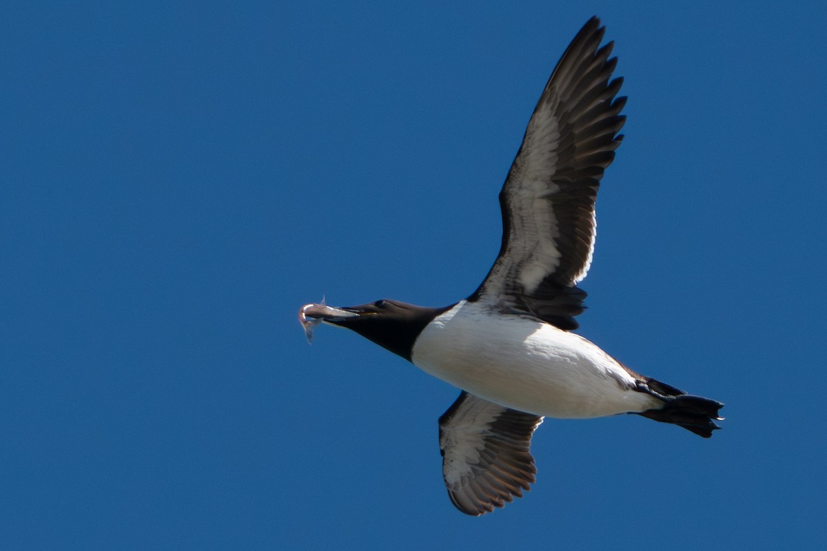 Common Murre - ML597242861