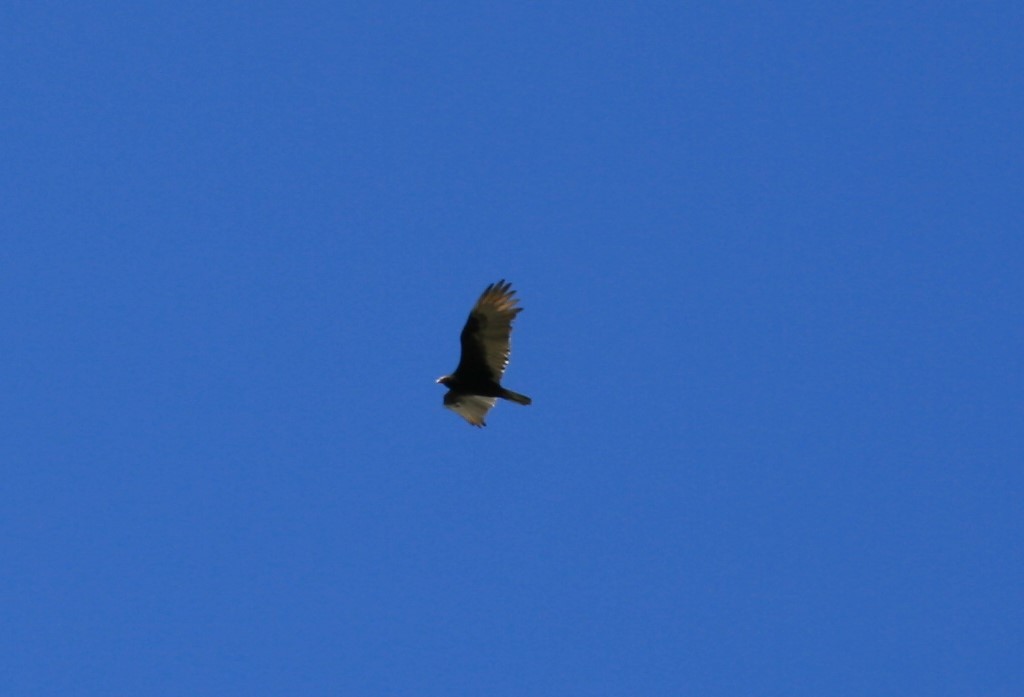 Turkey Vulture - ML597243051