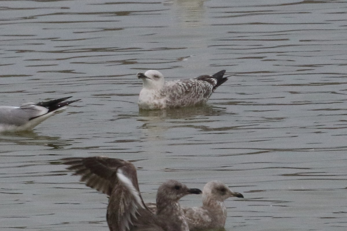 Slaty-backed Gull - Linda Pittman