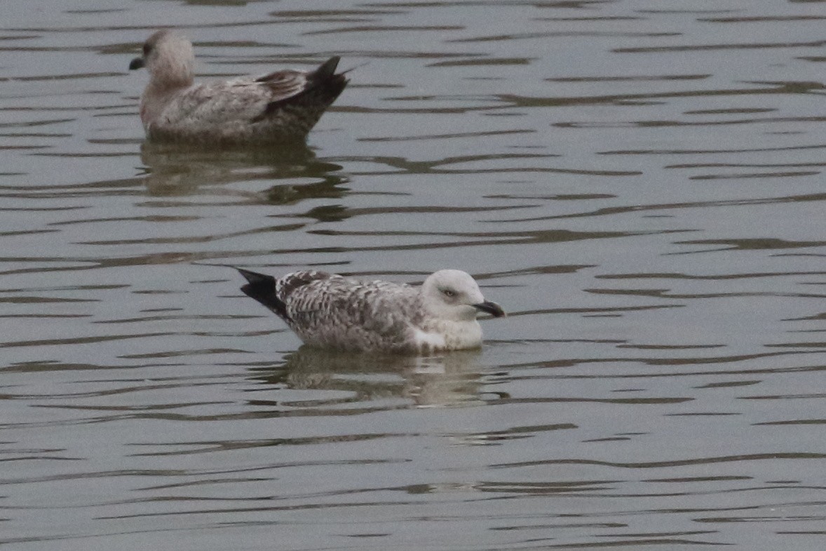 Slaty-backed Gull - Linda Pittman