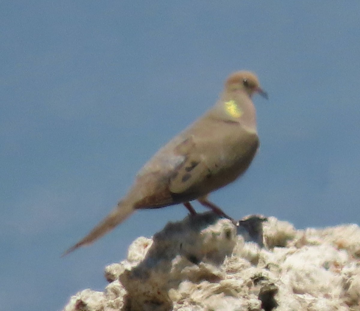 Mourning Dove - Theresa Call