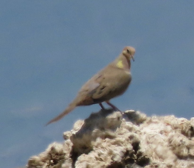 Mourning Dove - ML597243901