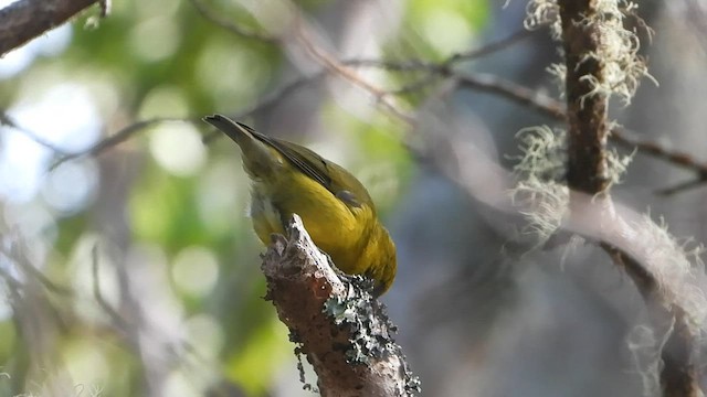 Hawaii-Sichelkleidervogel - ML597244741