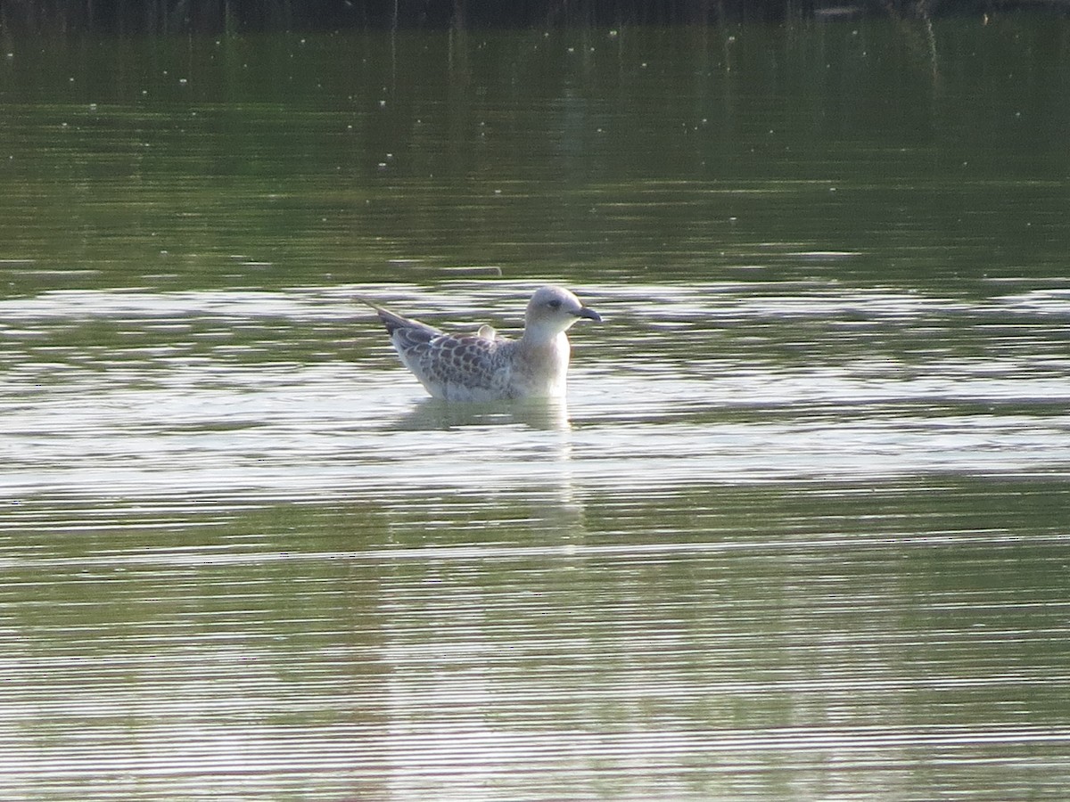 Mediterranean Gull - ML597245221