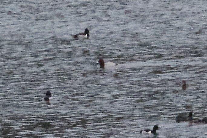 Common Pochard - ML597245271