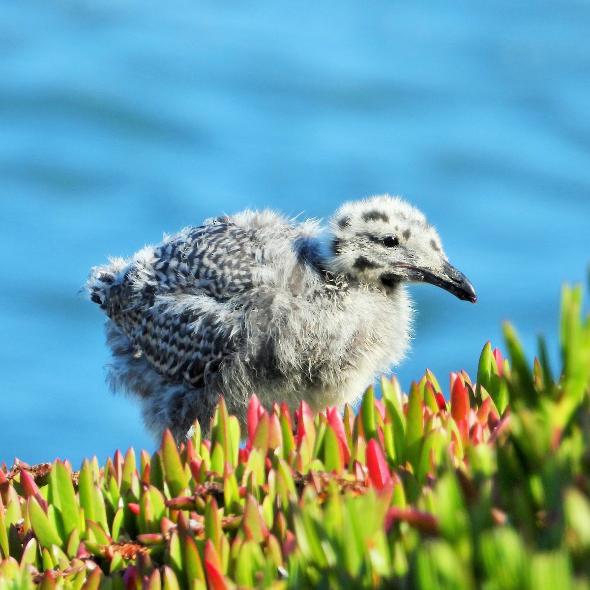 Western Gull - ML597245361