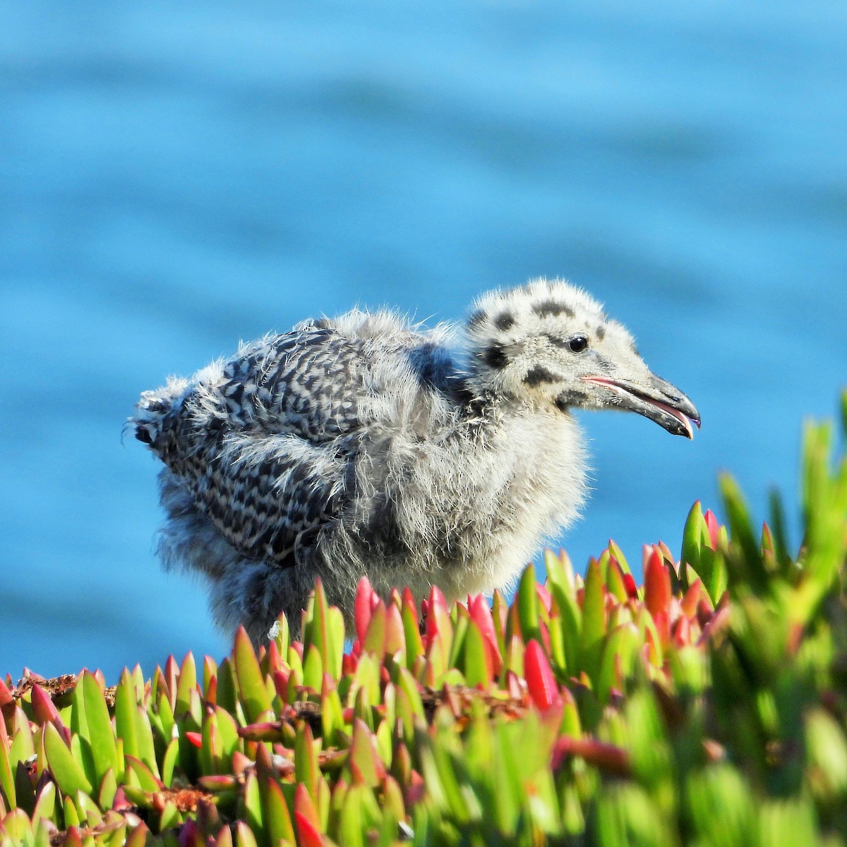 Western Gull - Carol Ann Krug Graves