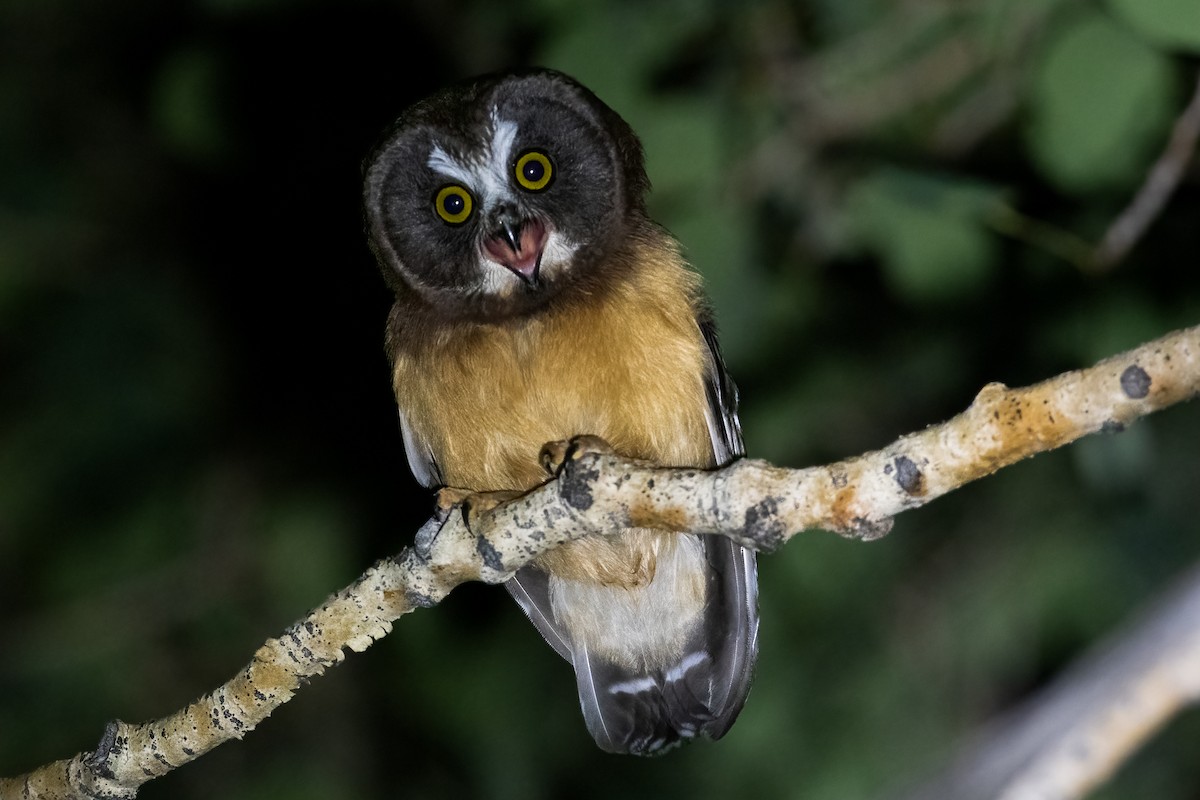 Northern Saw-whet Owl - ML597245591