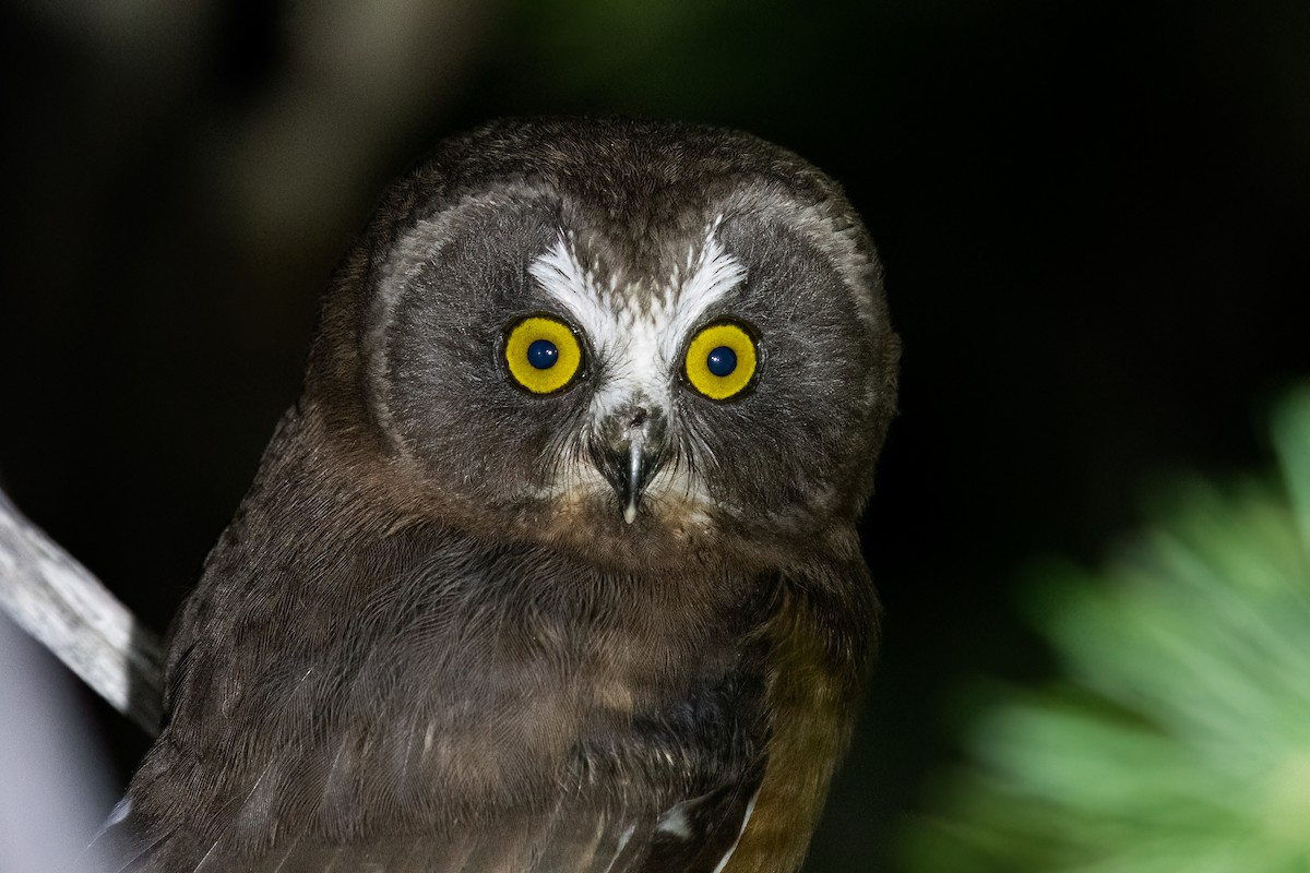 Northern Saw-whet Owl - ML597245621