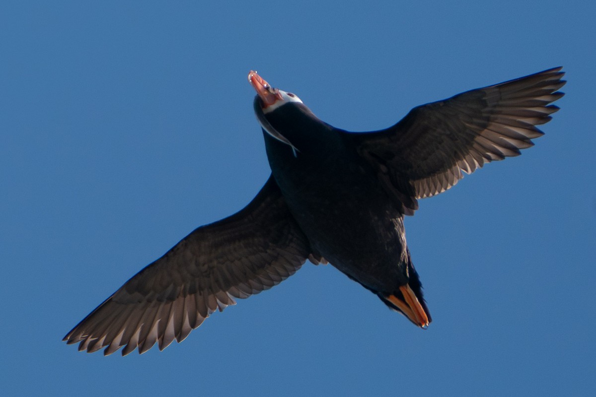 Tufted Puffin - ML597246091