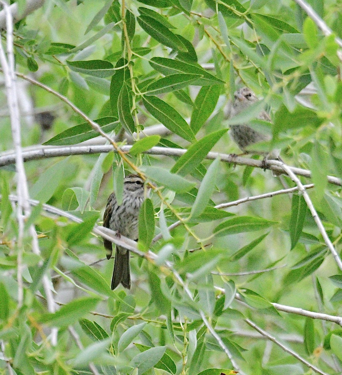 Chipping Sparrow - Norman Eshoo