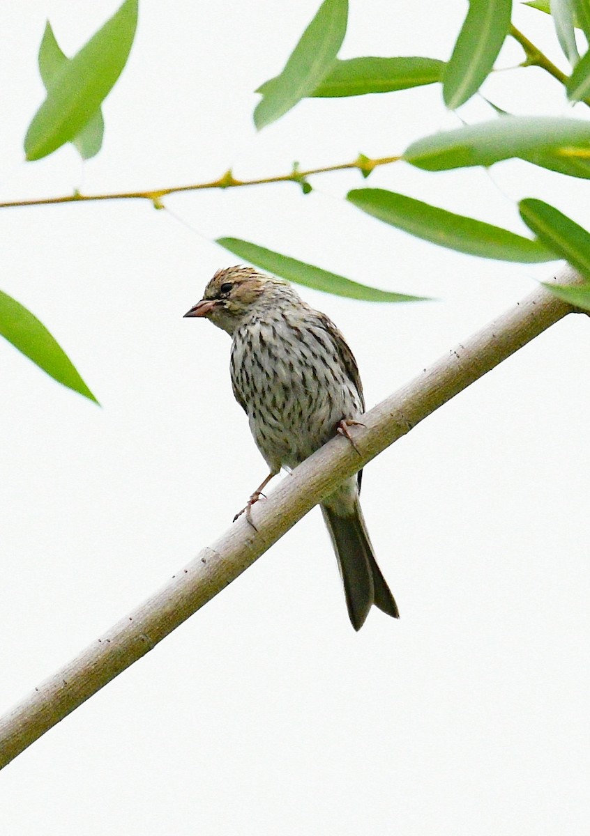 Chipping Sparrow - ML597246441