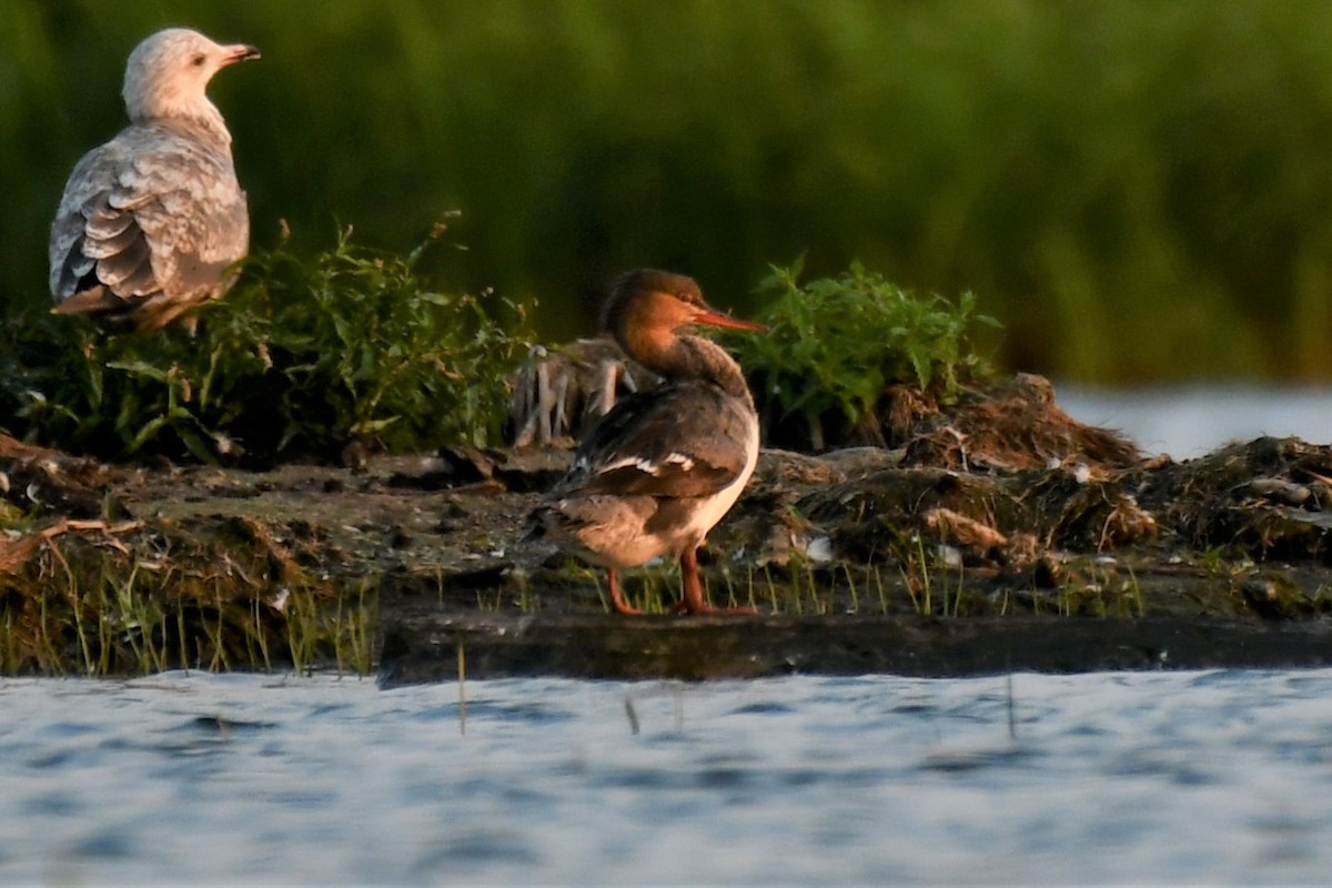 Red-breasted Merganser - ML597246651