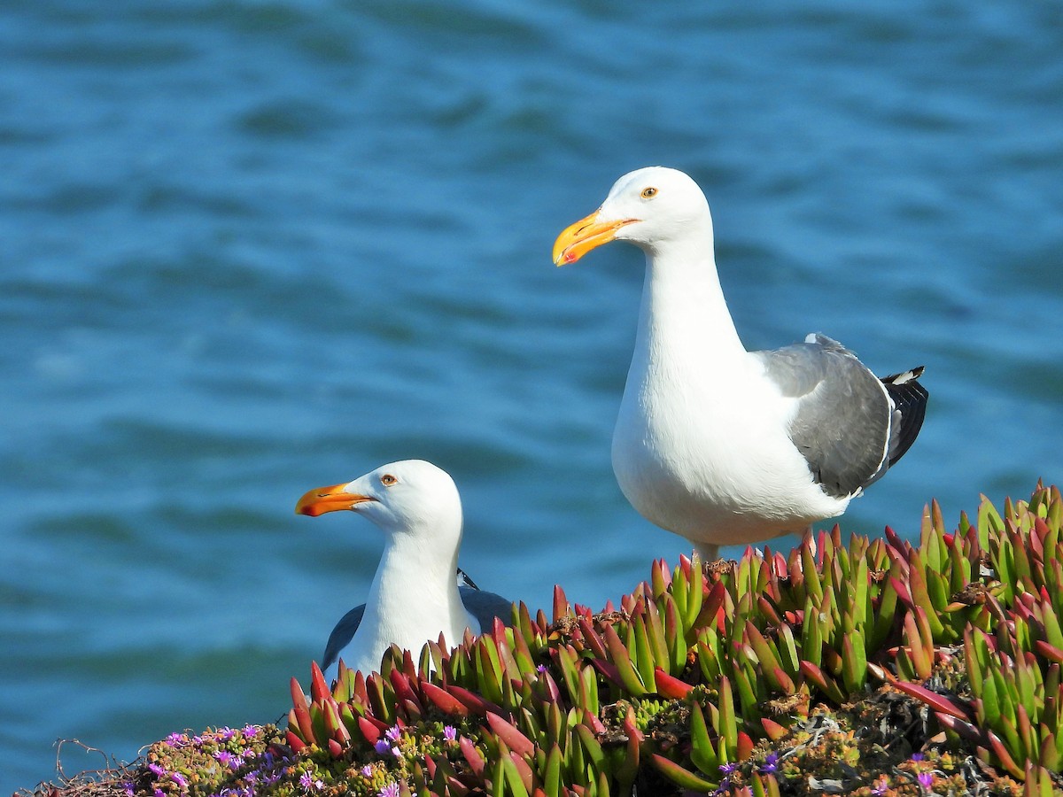 Western Gull - ML597246681