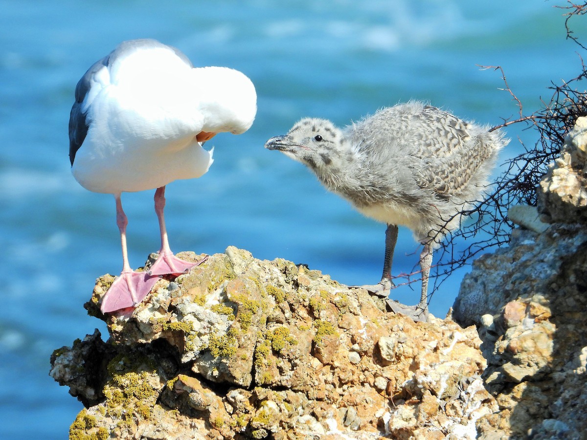 Western Gull - ML597247191