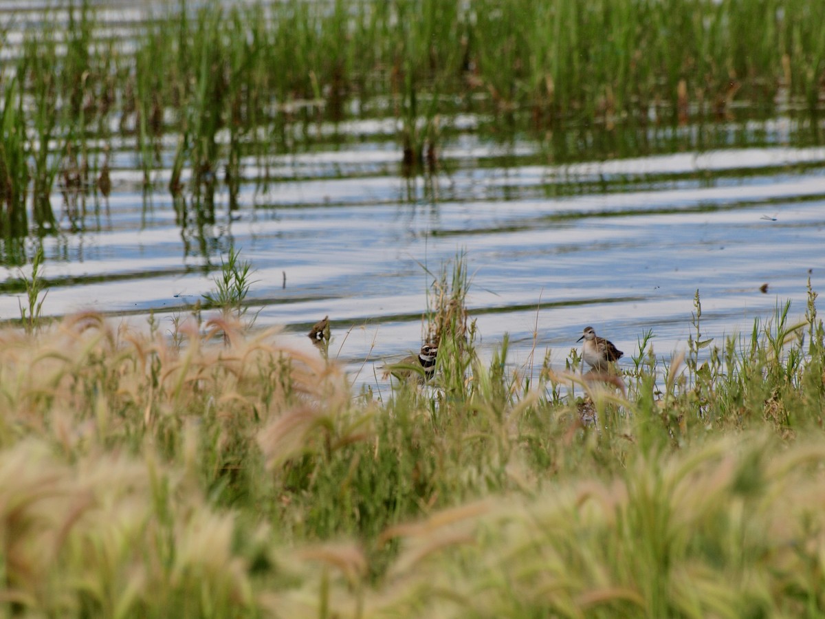 Killdeer - ML597247461