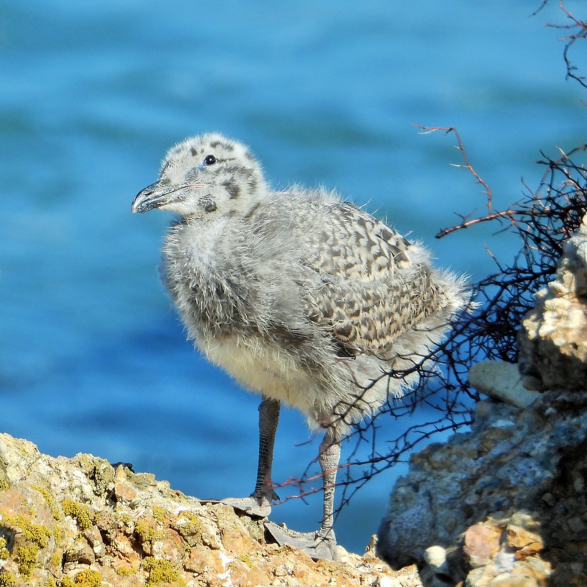 Western Gull - Carol Ann Krug Graves