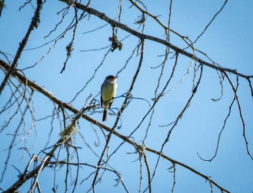 Willow Flycatcher - ML597247621