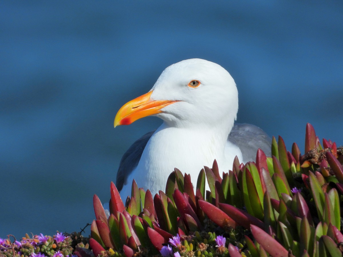 Western Gull - ML597247741