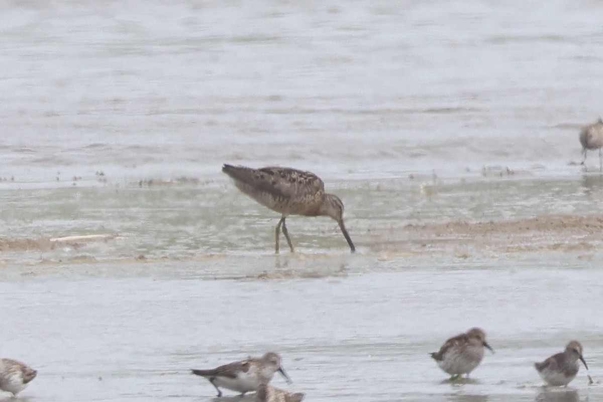 Short-billed Dowitcher - ML597247961