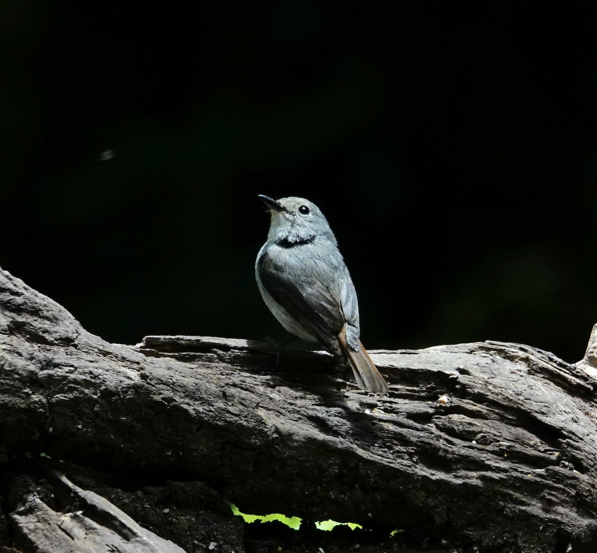 Little Pied Flycatcher - ML597250951