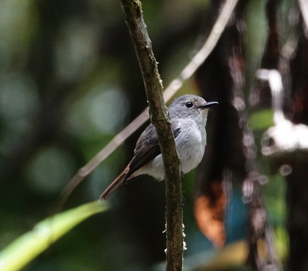 Little Pied Flycatcher - ML597250961