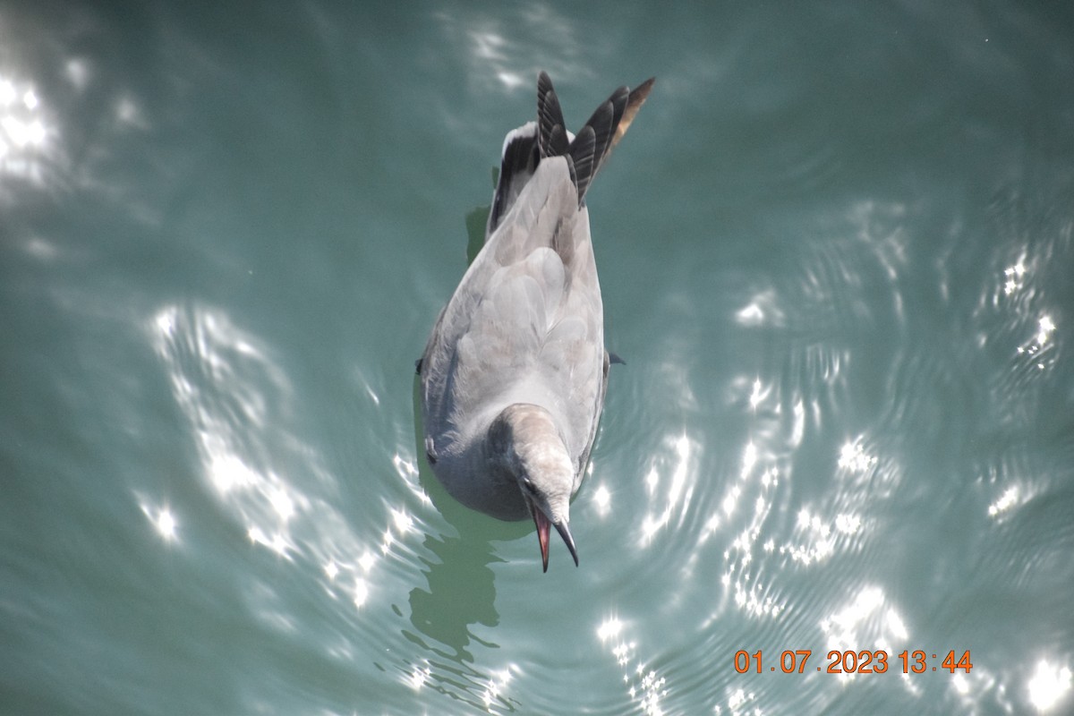 Gray Gull - ML597251041