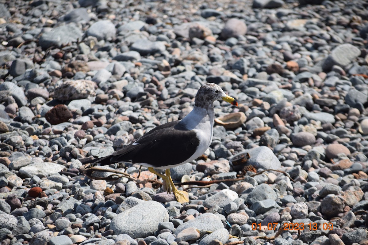 Belcher's Gull - ML597251121