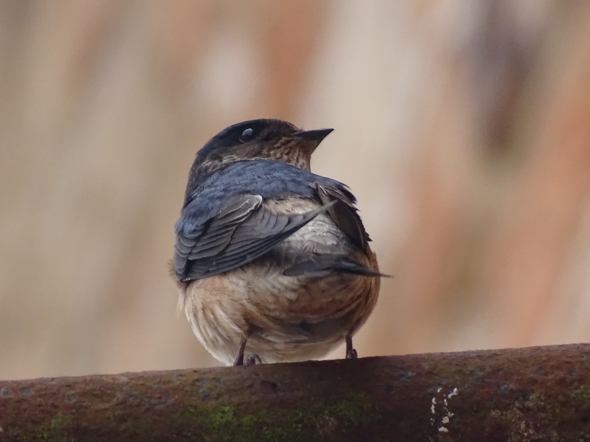 Golondrina Arborícola - ML597251231