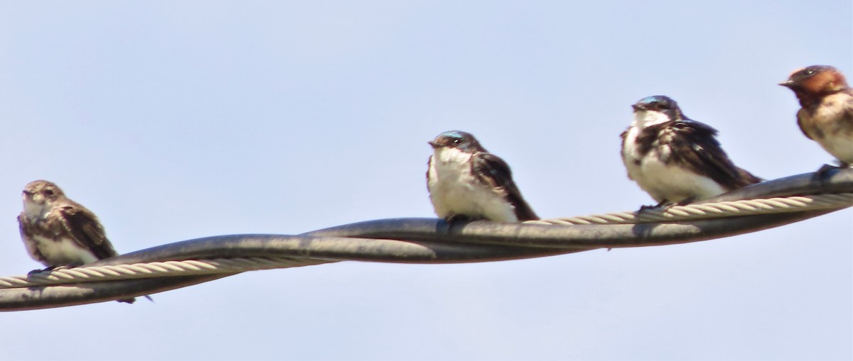 Bank Swallow - Richard Petersen