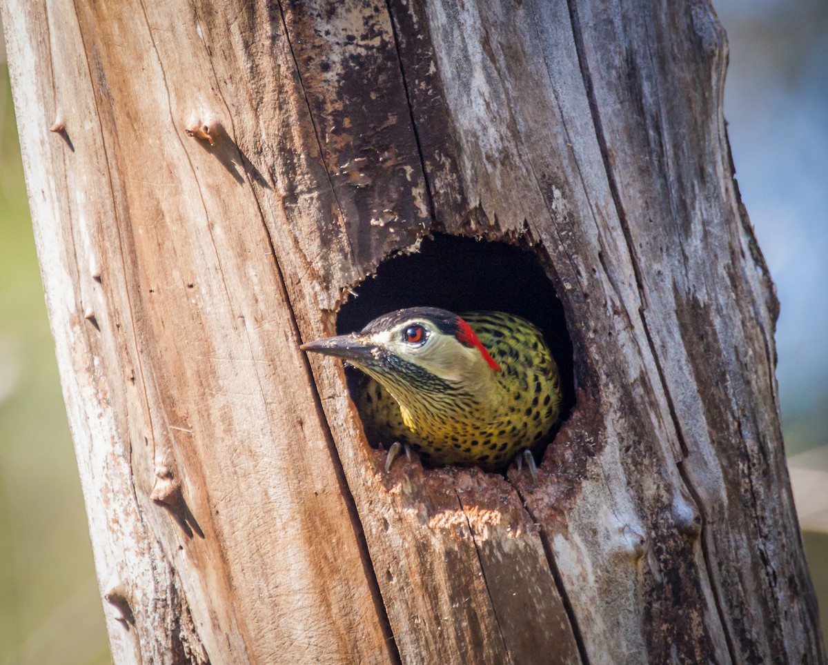 Green-barred Woodpecker - ML597251531