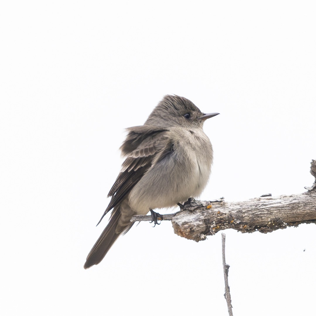 Western Wood-Pewee - Bill Carpenter