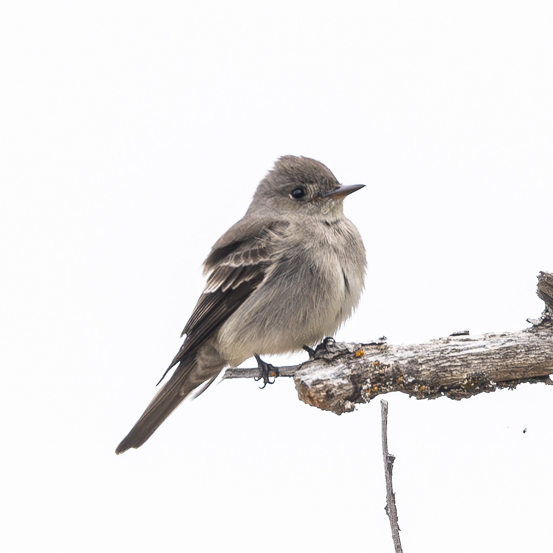 Western Wood-Pewee - Bill Carpenter