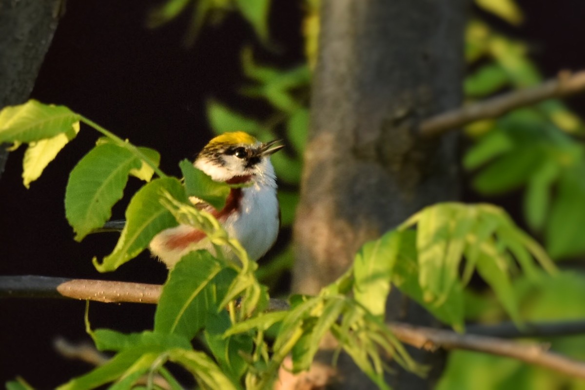 Chestnut-sided Warbler - ML59725301