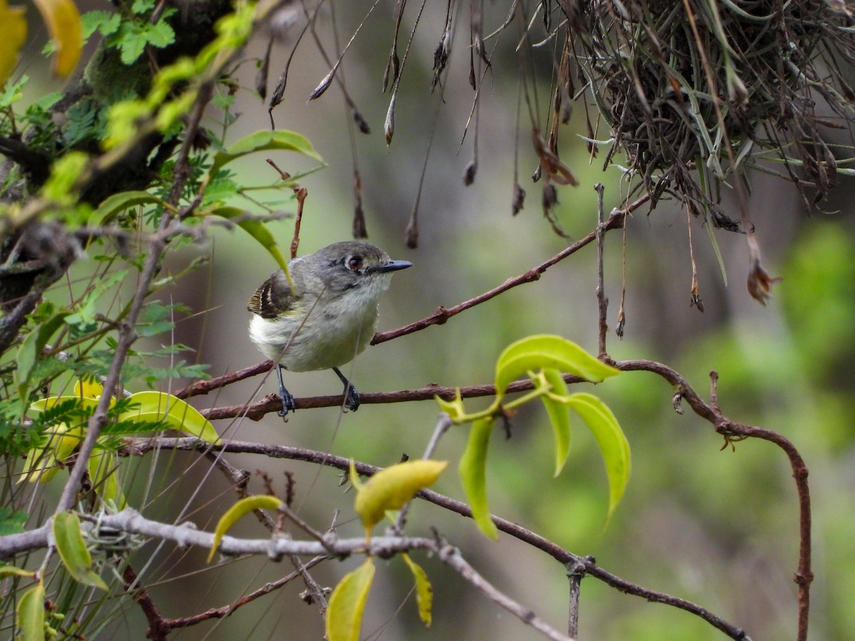 Dwarf Vireo - ML597253561