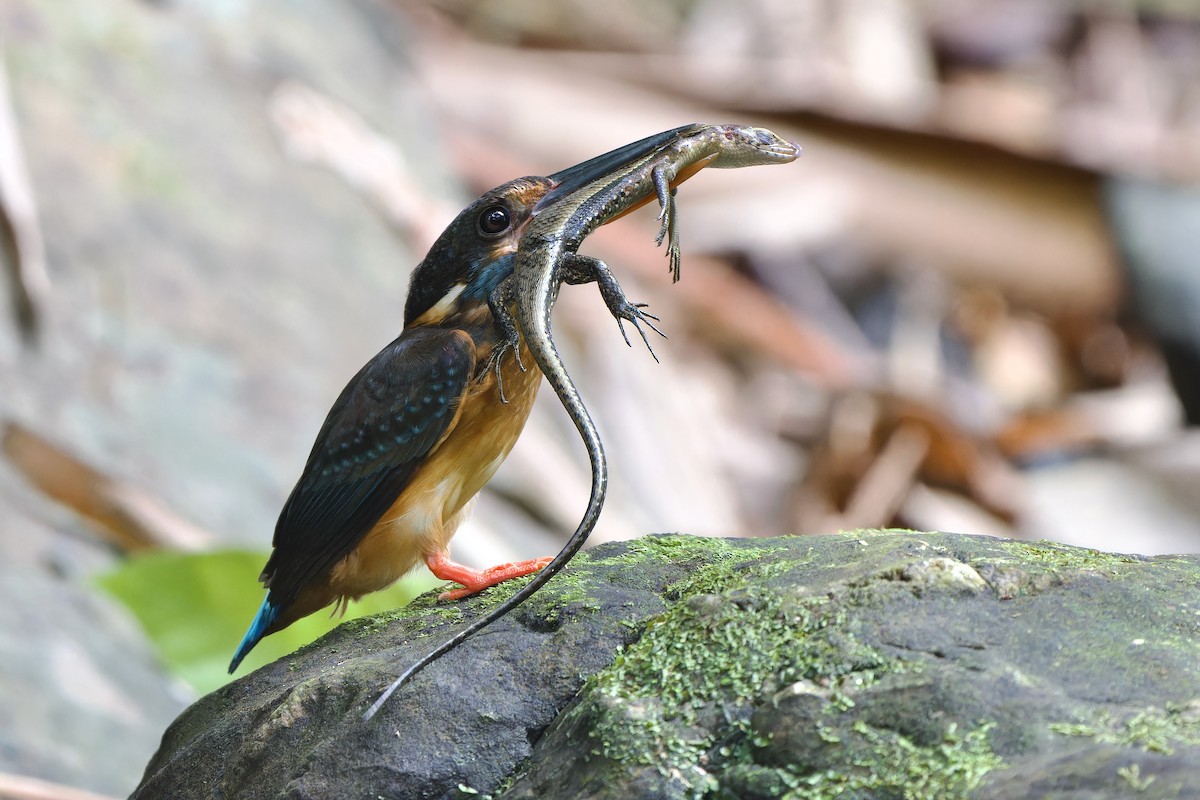 Malaysian Blue-banded Kingfisher - Sam Hambly