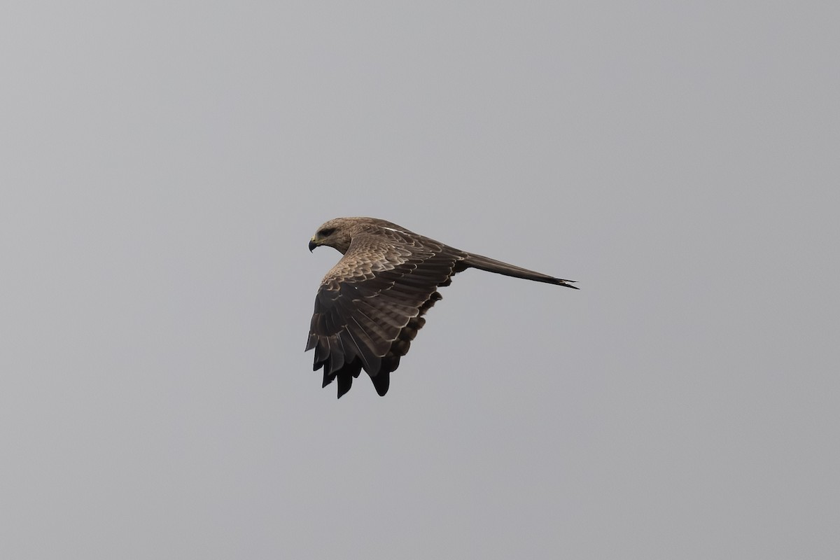 Black Kite - ML597254221