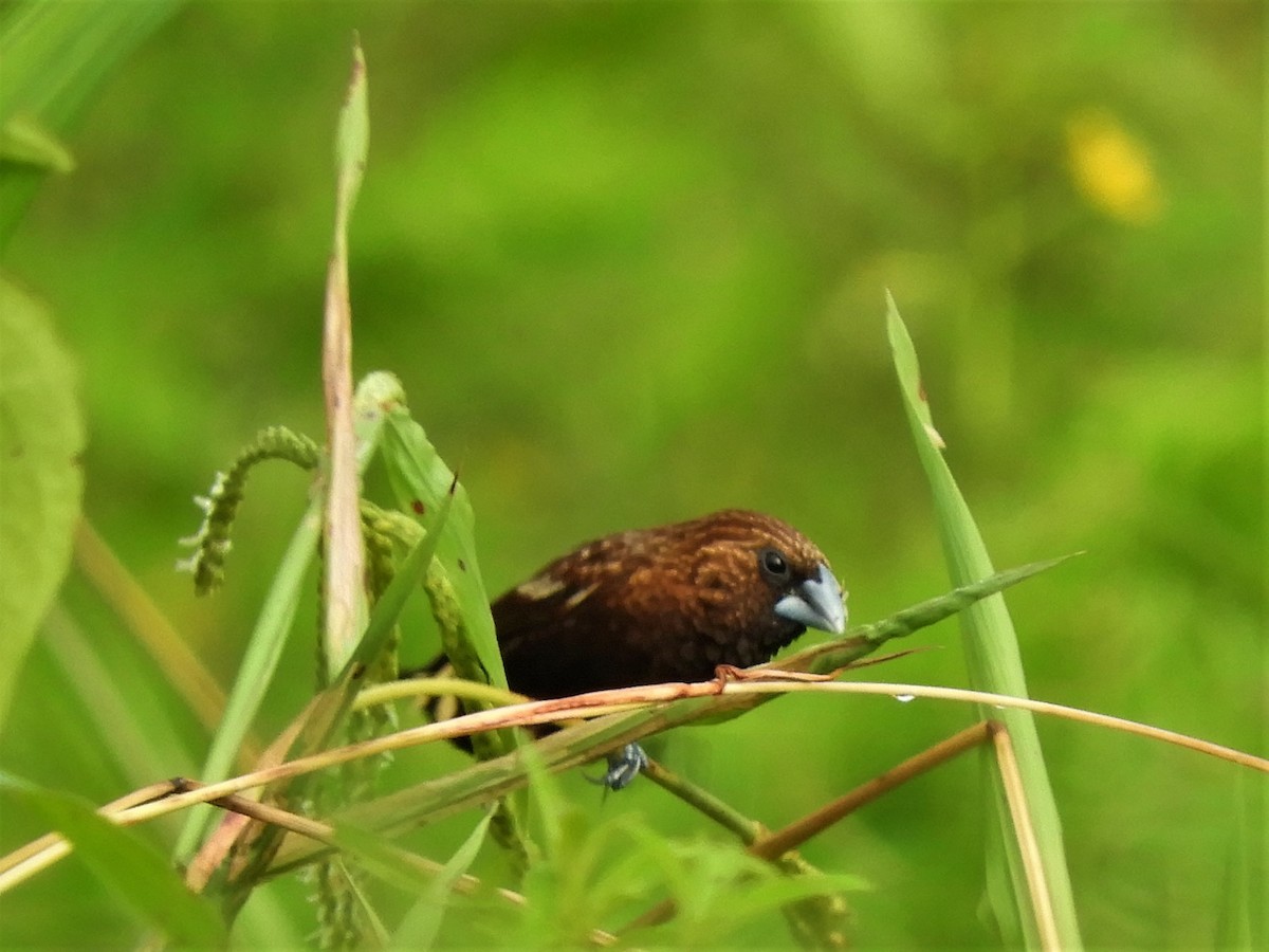 Streak-headed Munia - ML597255031