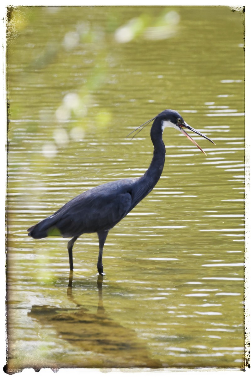 Western Reef-Heron - Sussss 🌹