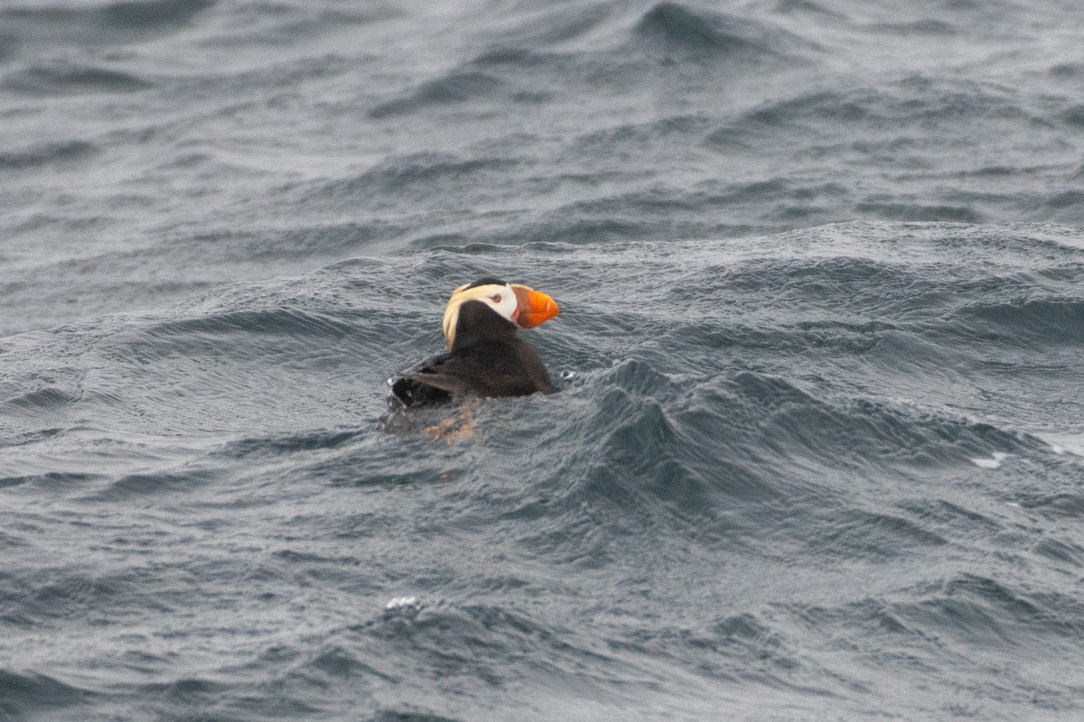 Tufted Puffin - ML597256771