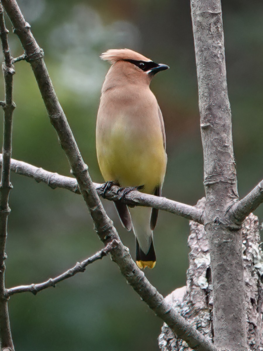 Cedar Waxwing - Troy Gorodess