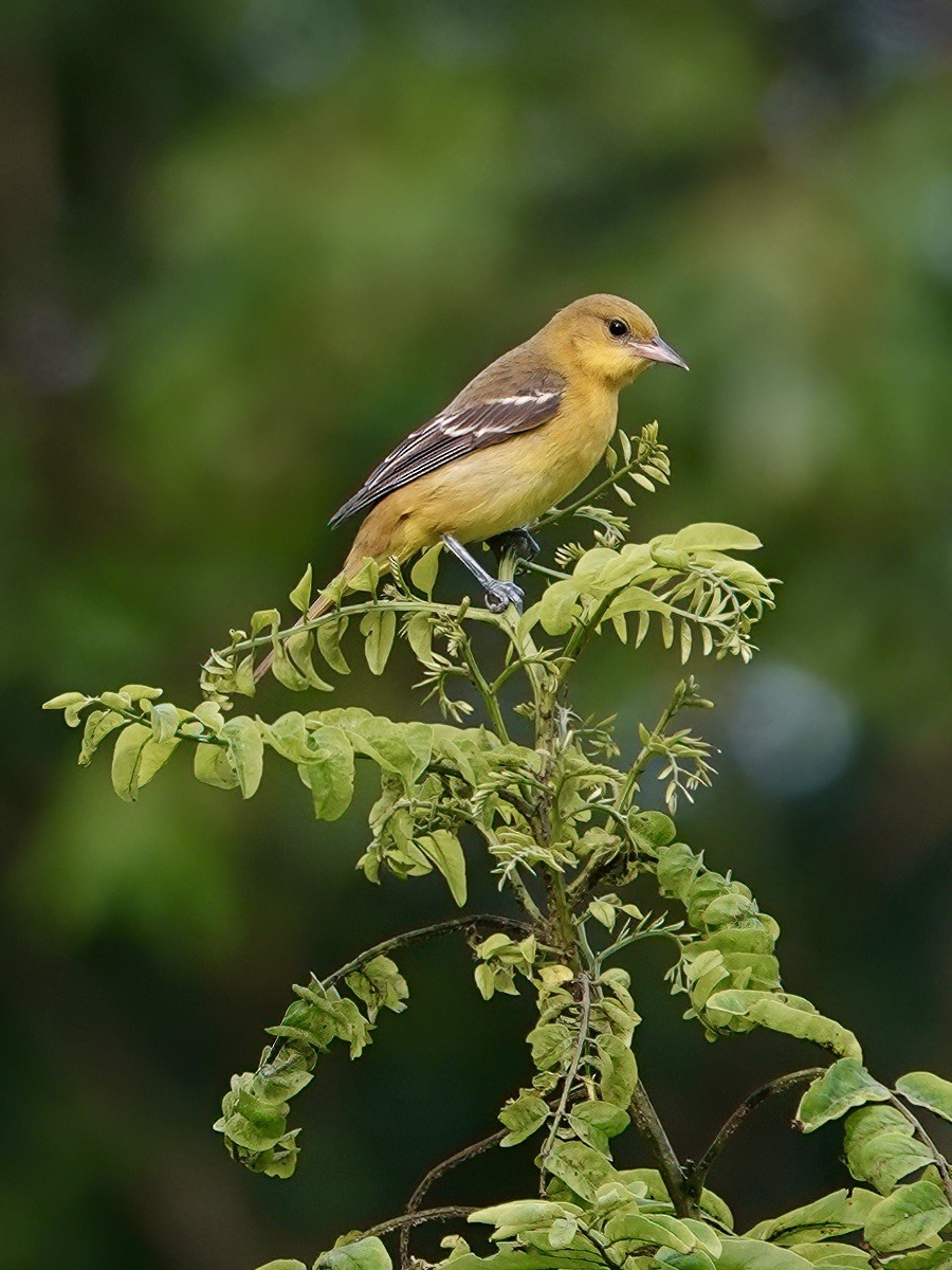 Orchard Oriole - ML597258501