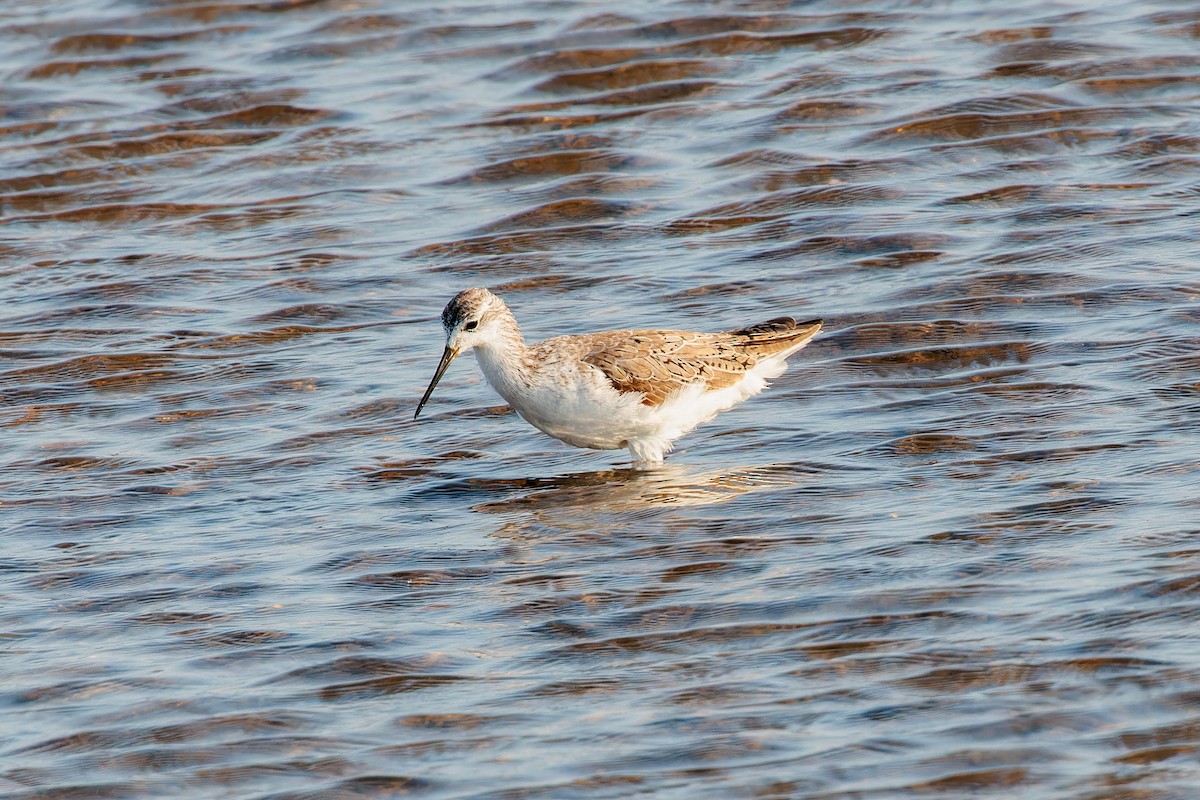 Marsh Sandpiper - ML597258551