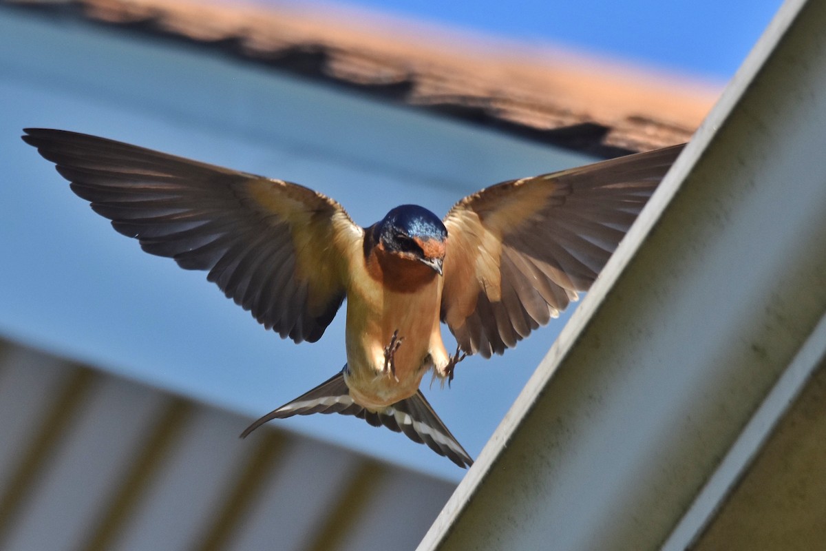 Barn Swallow - Marky Mutchler