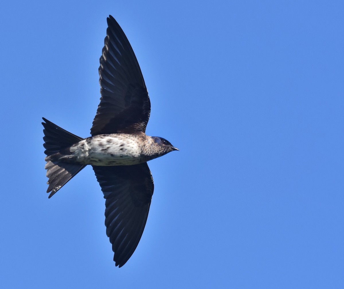 Purple Martin - ML59725901