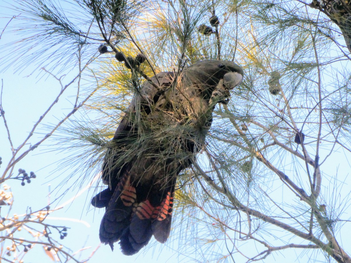 Glossy Black-Cockatoo - ML597259411