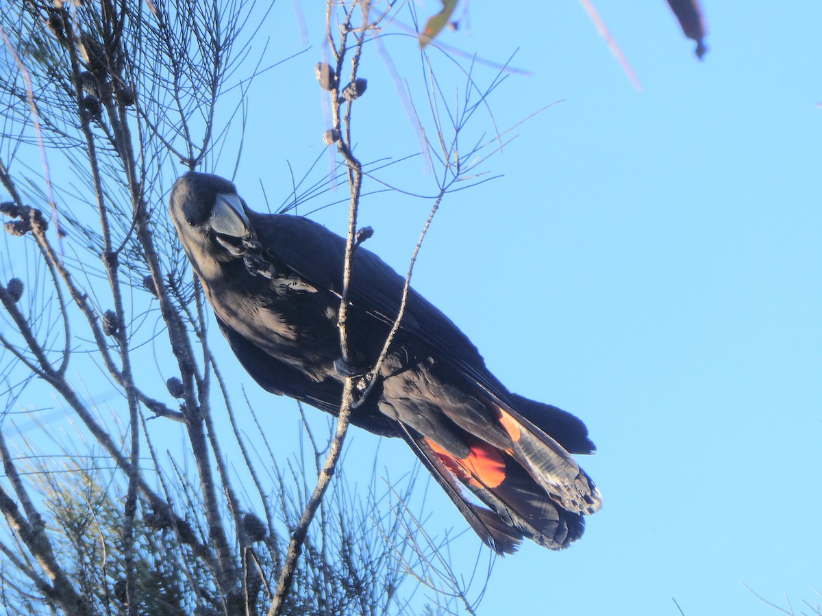 Glossy Black-Cockatoo - ML597259421