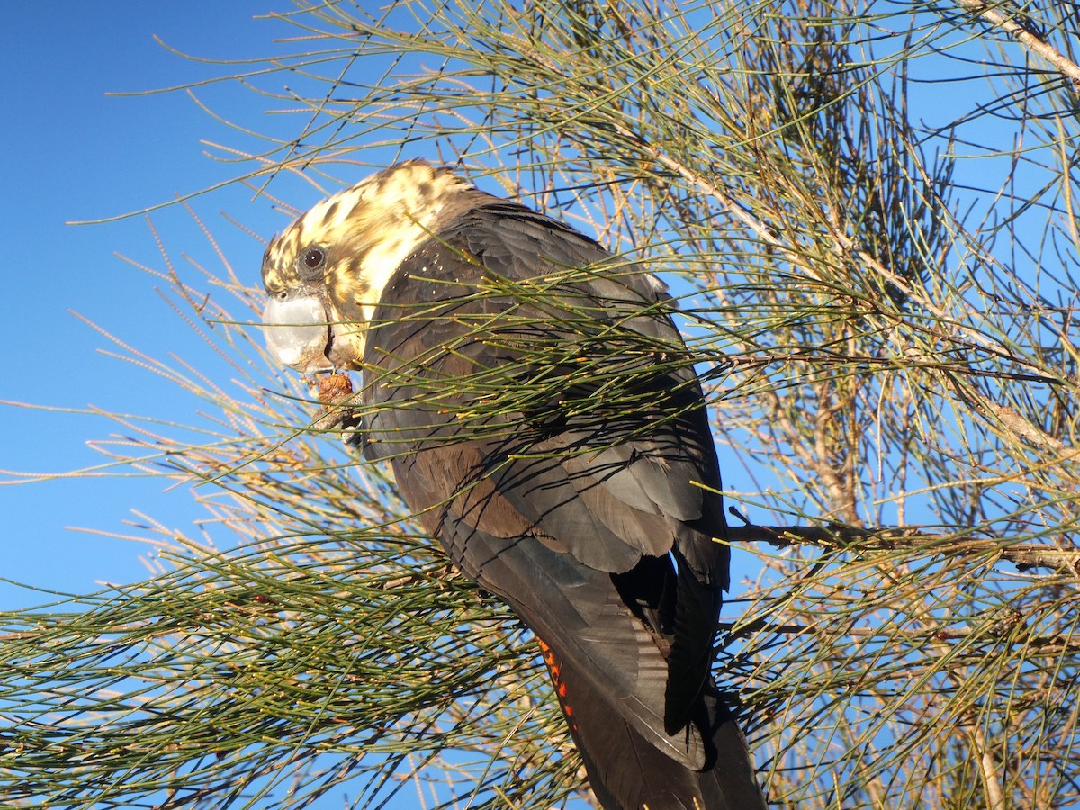 Glossy Black-Cockatoo - ML597259441