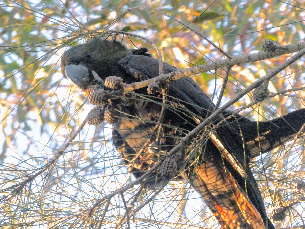 Glossy Black-Cockatoo - Maki Okamoto